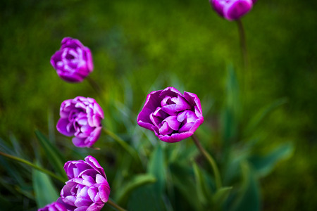 Purple tulip blue diamond. Spring landscape.