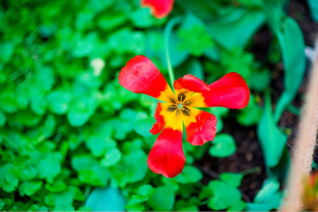 Paeonia caucasica plant . Red and yellow peony flowerの写真素材