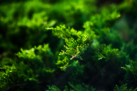 Green maple leaves foliage branches and blurred background, Russia, Moscowの写真素材