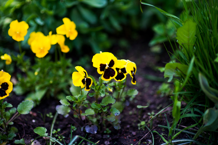 pansies in garden, Yellow with Red Wing cultivarの写真素材