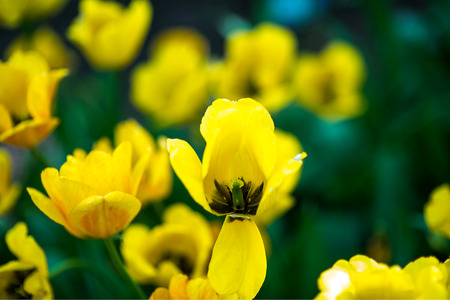 Field of red tulipsの写真素材
