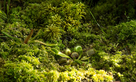 Green Dionaea muscipula in tropical jungleの写真素材