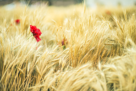 golden wheat field and sunny dayの写真素材
