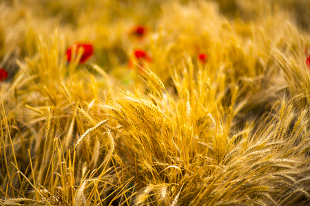 Wheat field. Ears of golden wheat close up. Beautiful Nature Sunset Landscape. Rural Scenery under Shining Sunlight. Background of ripening ears of meadow wheat field. Rich harvest Conceptの写真素材