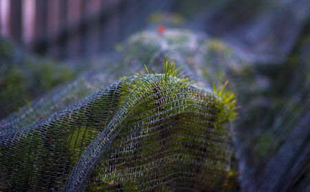 grass in the net, concept environmental problem in the city.の写真素材