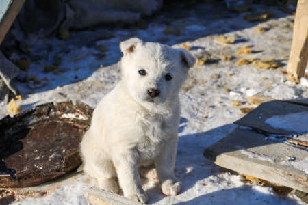Sad puppy white husky sitting in winter near the cabin.