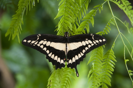 Butterfly on a leafの写真素材