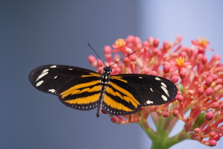 Butterfly の写真素材