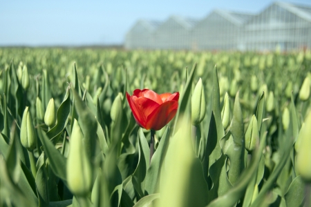 Single red tulip with blurred backgroundの写真素材