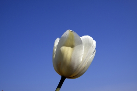 White tulips beautiful blue sky in the backgroundの写真素材