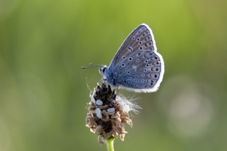 Colored butterfly - Macro Photo of a butterflyの写真素材