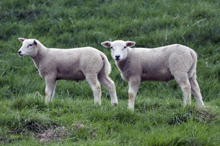 Twins - Two yong lambs in the springの写真素材