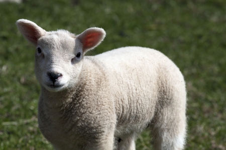 Curious lamb - Curious lamb in spring looks at the photographerの写真素材
