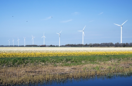 Dafodil field in the spring - Yellow daffodils field with windmill