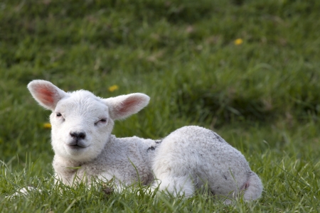 Lamb smiling at the photographerの写真素材