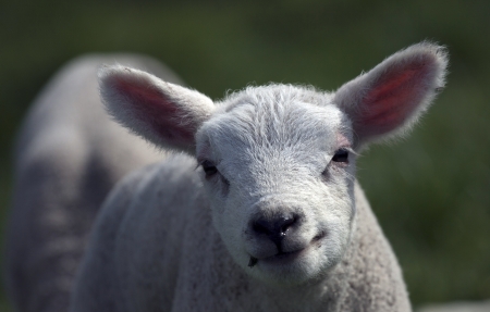 Lamb smiling at the photographerの写真素材