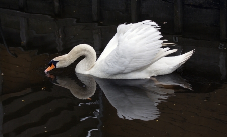 White swan with reflection in waterの写真素材