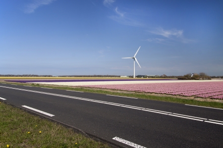 View from the road - Photo taken from the road on a pink hyacinths field with a windmill in the backgroundの写真素材