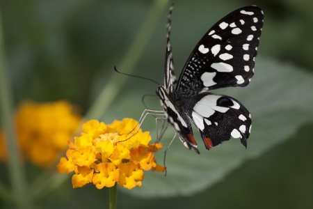 Beautiful Black and white tropical butterfly Lemon butterfly - Papilio demoleus の写真素材