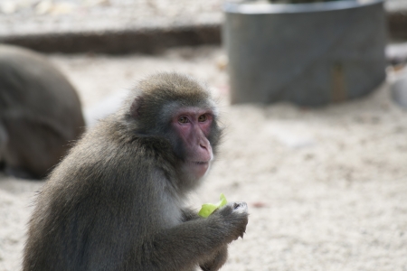 Eating monkey 