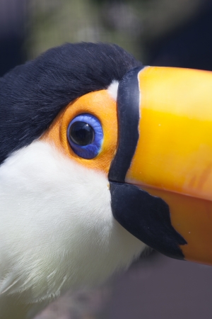 Orange bird の写真素材