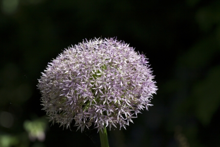 Purple flower の写真素材