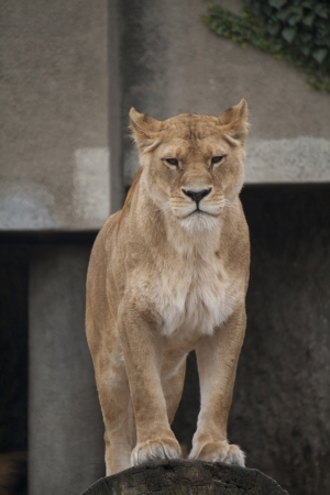 Posing lion in the zoo の写真素材