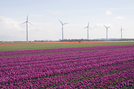 Puprle tulip field and on the background windills in a row.