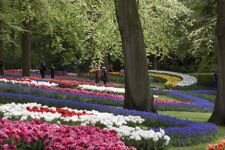 LISSE, THE NETHERLANDS - 27 APRIL : Keukenhof tulip gardens and beautiful green trees with walking tourists in the background who visit the park on April 27 2014 in Lissen , The netherlands.のeditorial素材