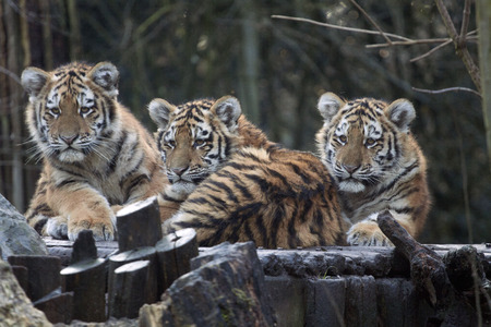 Three siblings tigers in the zoo amersfoort.の写真素材