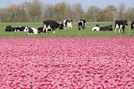 Pink tulips field with dutch cows in the pasture behindの写真素材