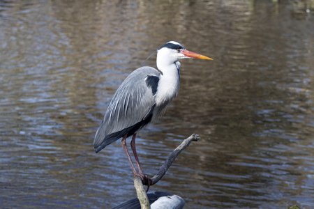 Great Blue Heron sitting by the Lakeの写真素材