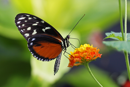 Beautiful tropical butterfly Heliconius hecale ..の写真素材