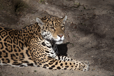 Beautiful spotted jaguar lying on the ground, with nice shade of light.の写真素材