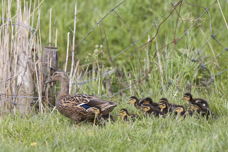 Mother duck with ducklings behind herの写真素材
