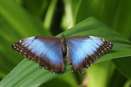 Big Blue Morpho butterfly menelausの写真素材