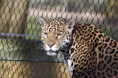 Jaguar females at the zoo with a beautiful colored camouflage coatの写真素材