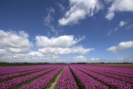 Field with flowering purple tulips on a sunny skyの写真素材