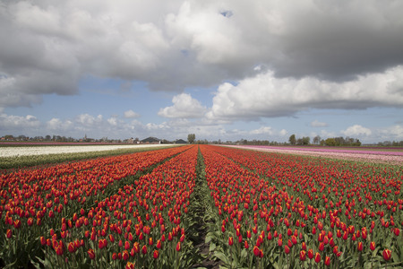 Spring photo with a beautiful red tulip field in the Dutch springの写真素材