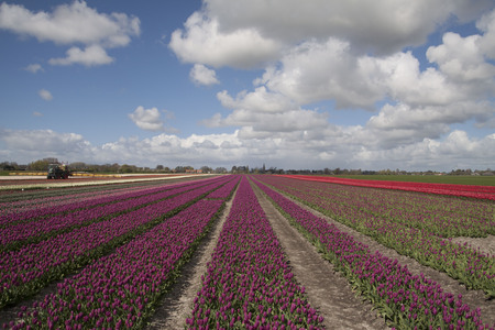 Shot or a beautiful tulip field with purple tulips in a rowの写真素材
