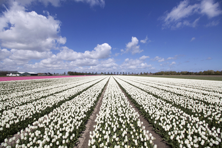 White tulips in a row on a beautiful sunny spring day with a blue skyの写真素材
