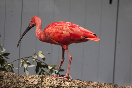 Red ibis bird in the zooの写真素材