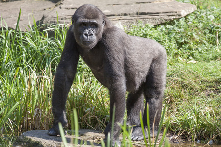 Big Gorilla in the zoo
