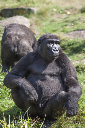 Big gorilla monkey