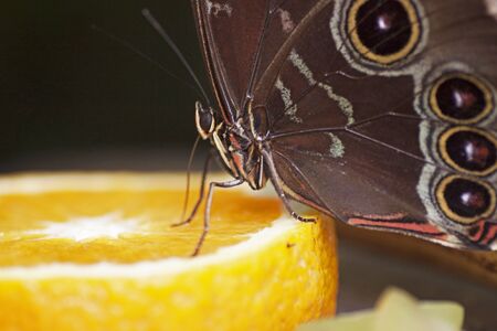 Close up photo of a butterfly eating an orange, - Photo taken with a macro lensの写真素材