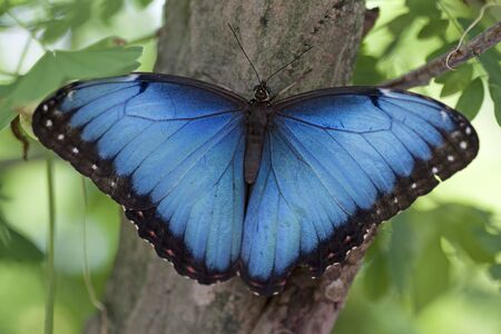 Big blue Morpho butterfly menelausの写真素材
