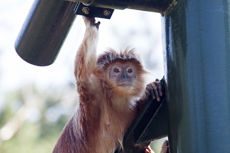 Javanese long monkey