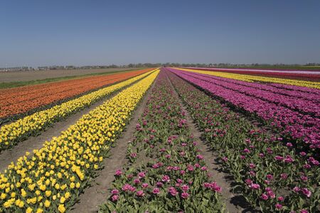 Beautifully colored tulip landscape with rows of tulips up to the horizon with a cloudless skyの写真素材