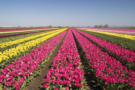 Flower beds with different colors or tulips up to the horizon, in a Dutch spring landscapeの写真素材