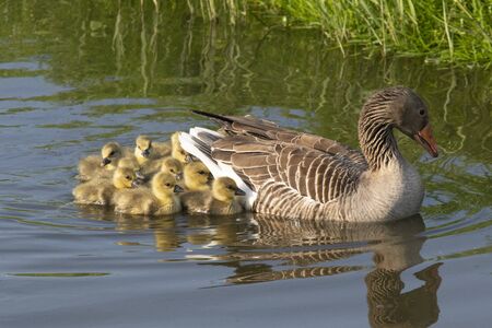 Young goslings swim close to their mother who takes care of them and protects themの写真素材